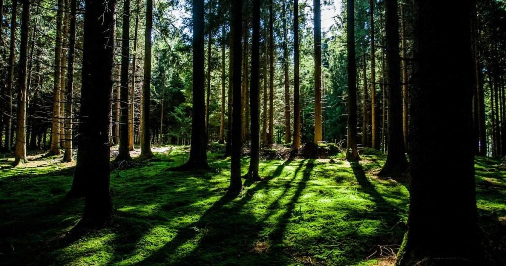 B2B Wholesale Automation: How One Dubai Company Replaced 5 Operators with AI