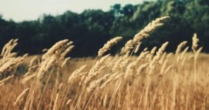 FMCG Trade Automation in UAE: How AI is Modernizing Wholesale Distribution