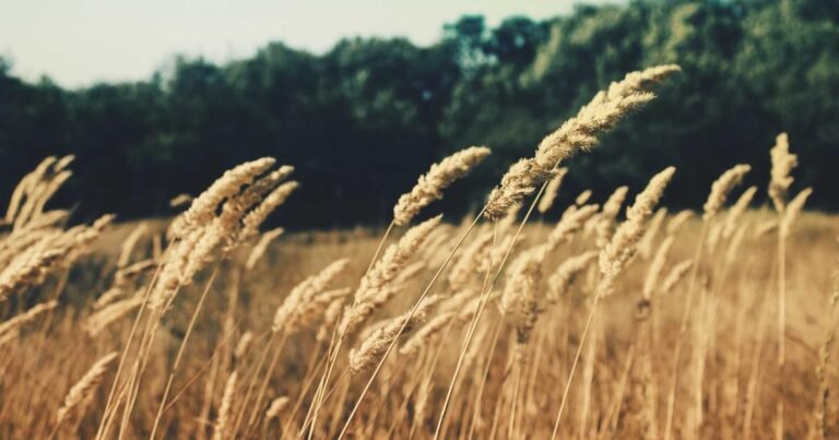 FMCG Trade Automation in UAE: How AI is Modernizing Wholesale Distribution